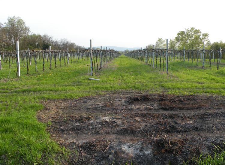 Su bruciato (cfr. Pyronema sp.)